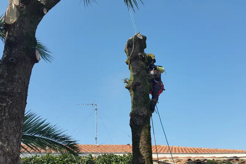 Élagueur grimpeur en progression dans un arbre, travail sur corde