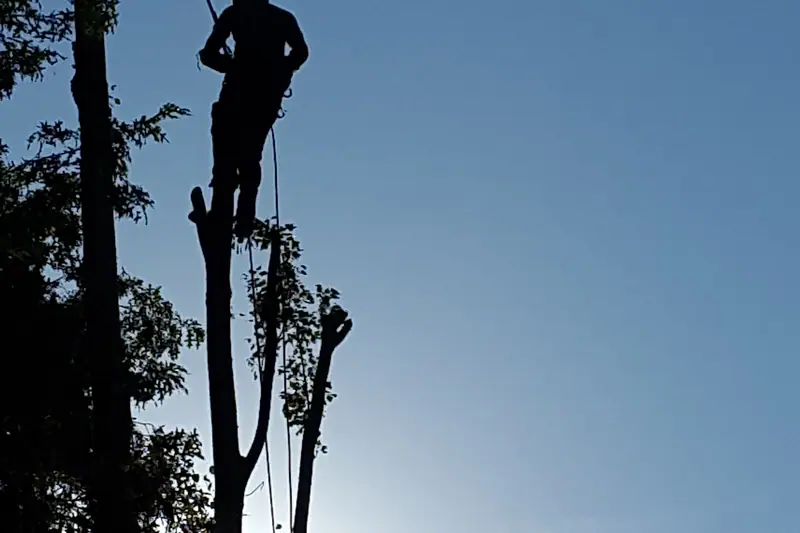 Élagueur grimpeur en progression dans un arbre, travail sur corde